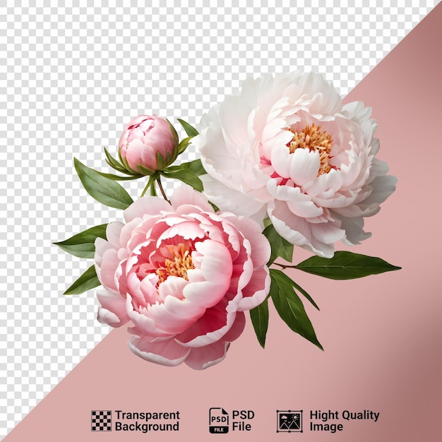 PSD beautiful pink peony flowers with leaves isolated on transparent background