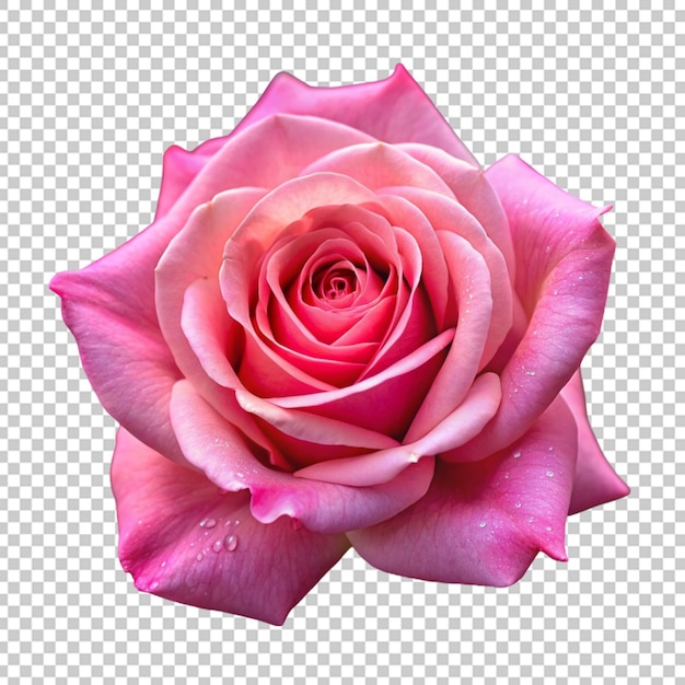 Beautiful pink rose blossom isolated on transparent background