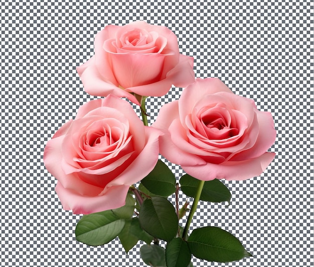 Beautiful Pink Roses isolated on transparent background