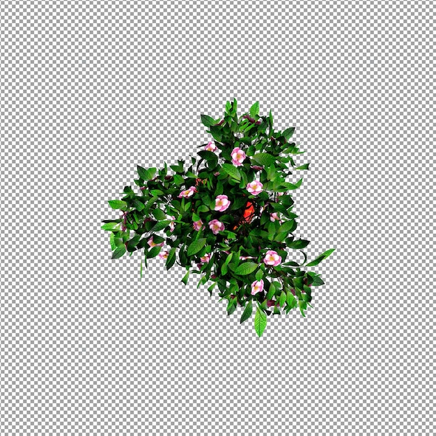 Beautiful plant in 3d rendering isolated