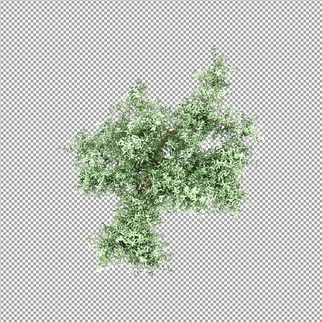 Beautiful plant in 3d rendering isolated