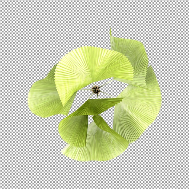 Beautiful plant in 3d rendering isolated