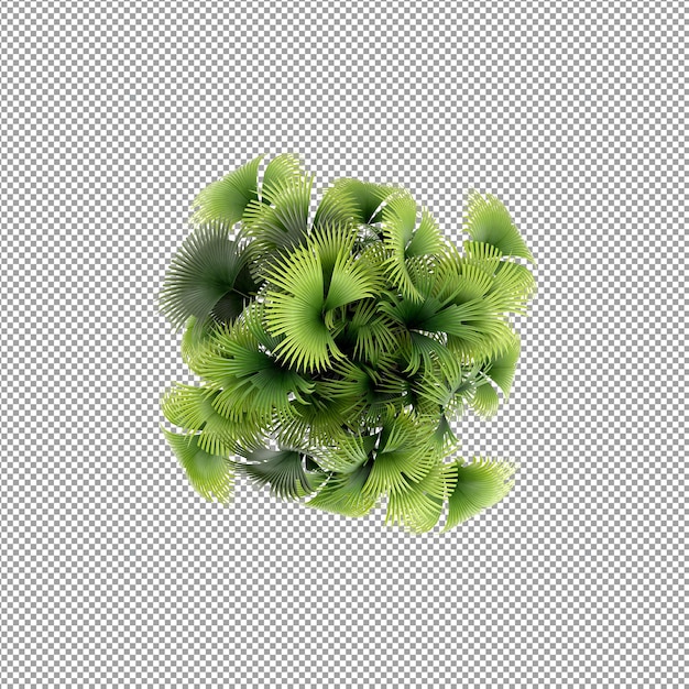 Beautiful plant in 3d rendering isolated