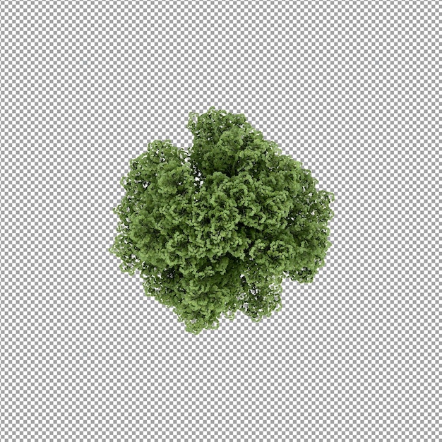 Beautiful plant in 3d rendering isolated