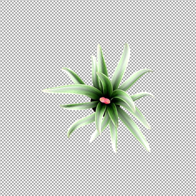 Beautiful plant in 3d rendering isolated