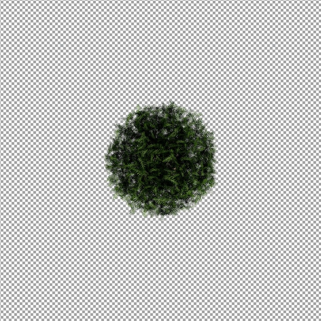 Beautiful plant in 3d rendering isolated