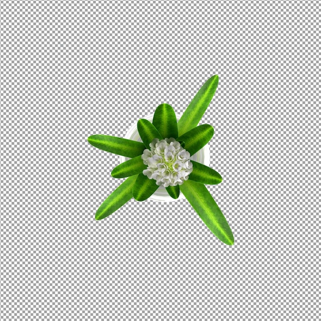 Beautiful plant in 3d rendering isolated