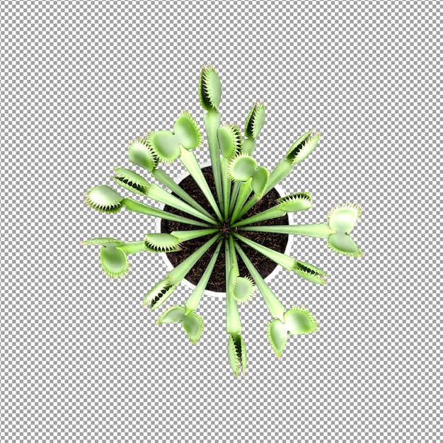 Beautiful plant in 3d rendering isolated