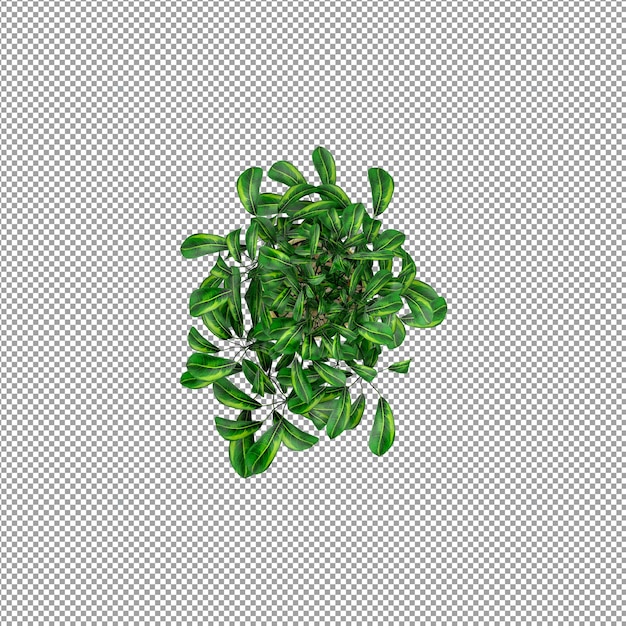 Beautiful plant in 3d rendering isolated