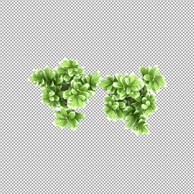 Beautiful plant in 3d rendering isolated