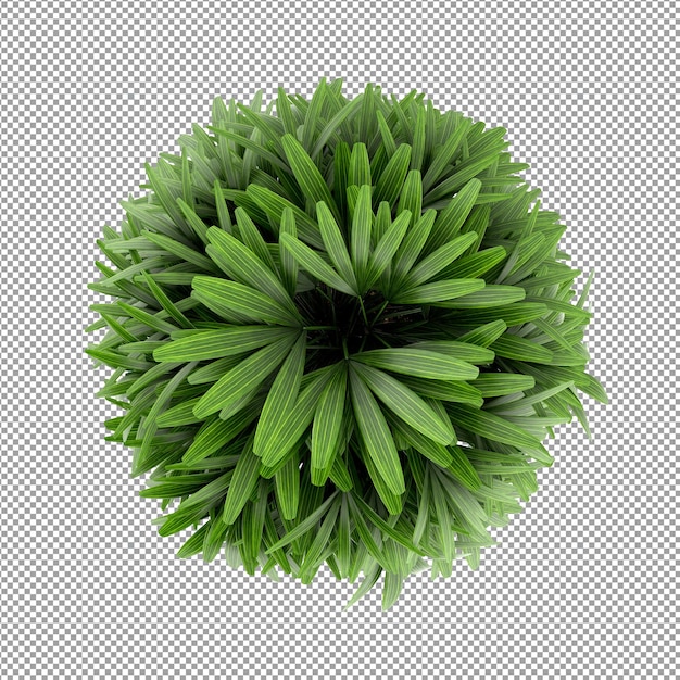 Beautiful plant in 3d rendering isolated