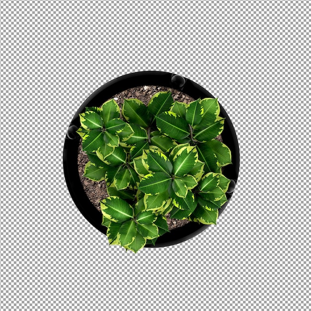 Beautiful plant in 3d rendering isolated