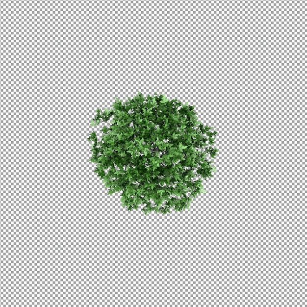 Beautiful plant in 3d rendering isolated