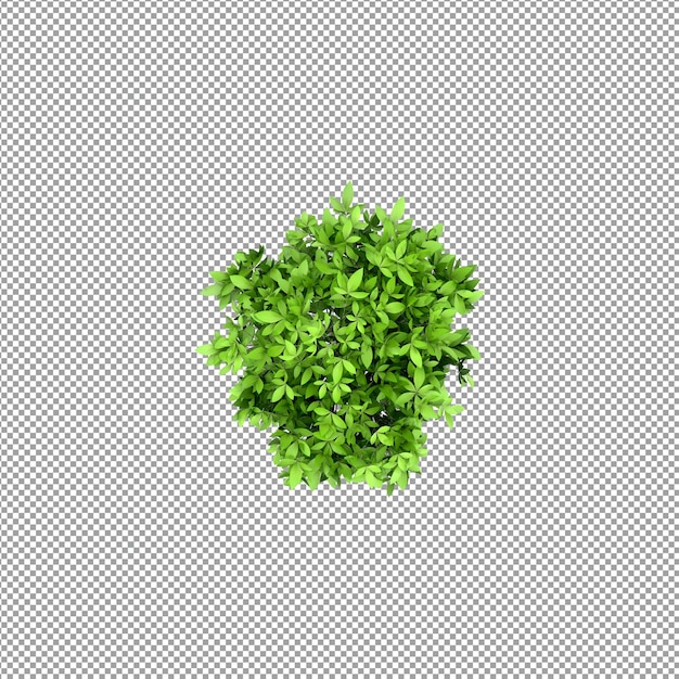 Beautiful plant in 3d rendering isolated