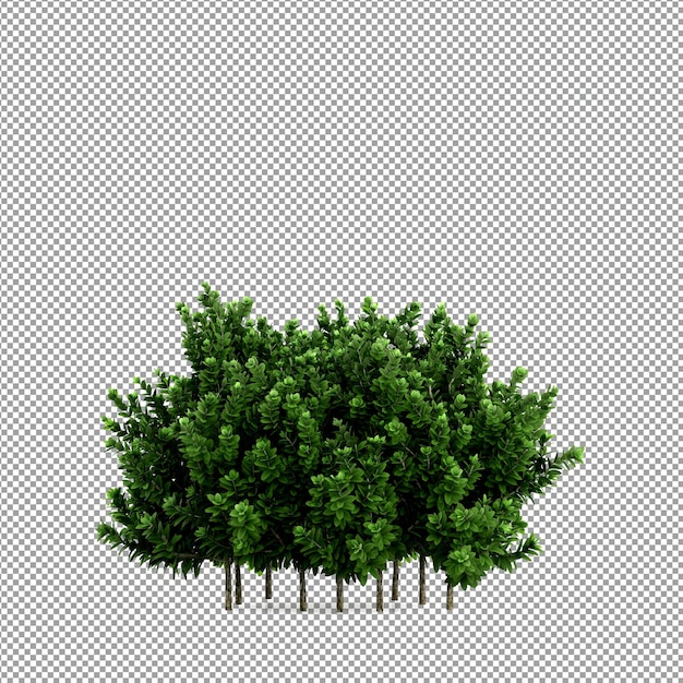 Beautiful plant in 3d rendering isolated