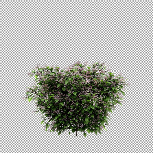 Beautiful plant in 3d rendering isolated