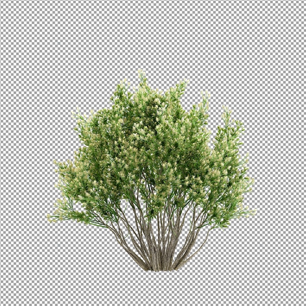 Beautiful plant in 3d rendering isolated