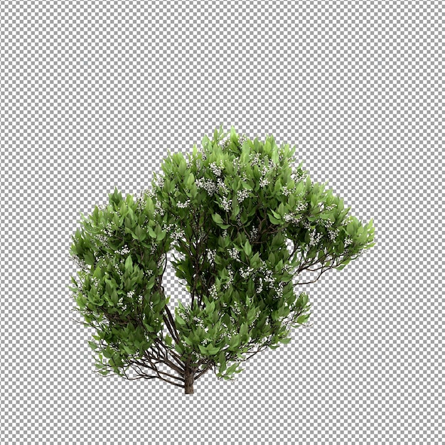 Beautiful plant in 3d rendering isolated