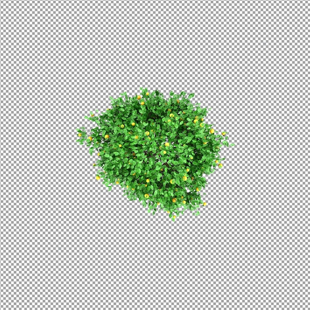 Beautiful plant in 3d rendering isolated