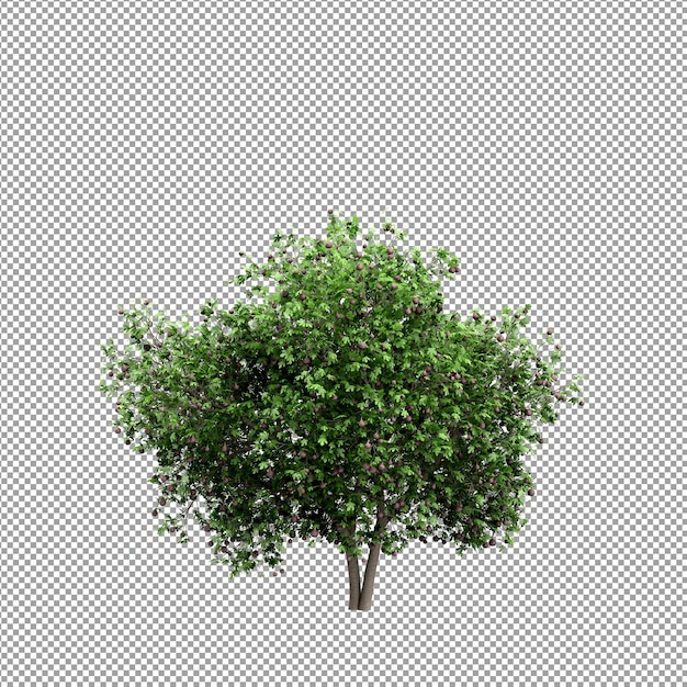 Beautiful plant in 3d rendering isolated