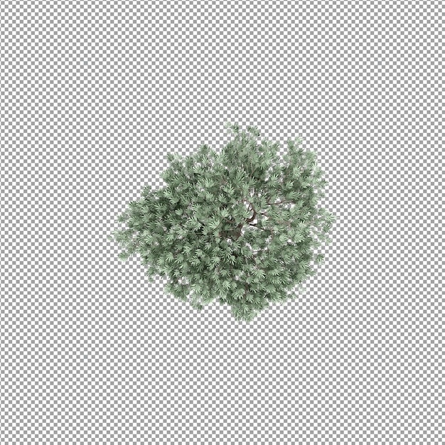 Beautiful plant in 3d rendering isolated