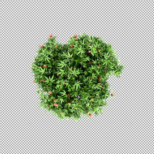 Beautiful plant in 3d rendering isolated