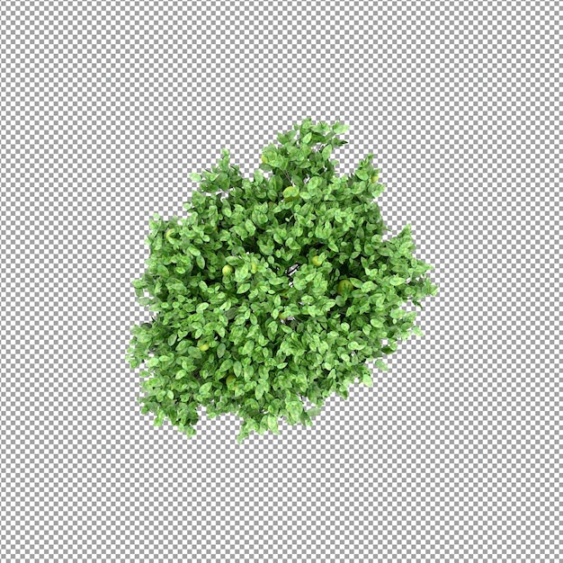 Beautiful plant in 3d rendering isolated