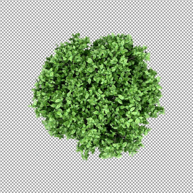 Beautiful plant in 3d rendering isolated