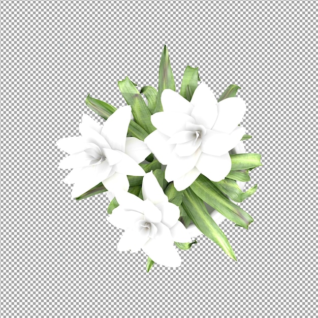 Beautiful plant in 3d rendering isolated