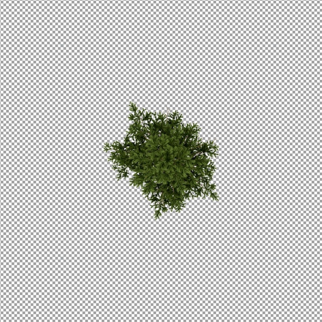 Beautiful plant in 3d rendering isolated