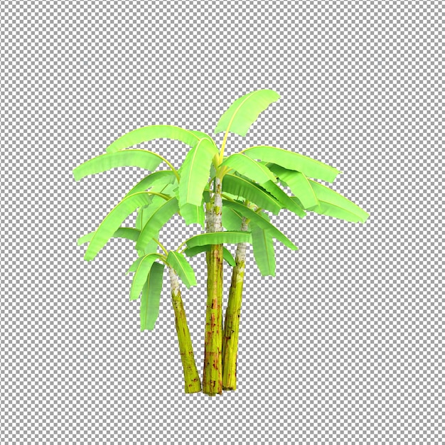 Beautiful plant in 3d rendering isolated