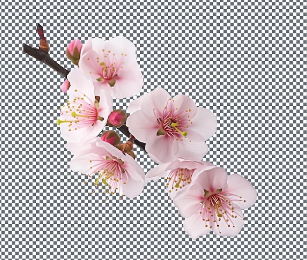 PSD beautiful plum blossom silk isolated on transparent background