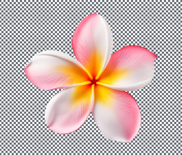 PSD beautiful plumeria isolated on transparent background