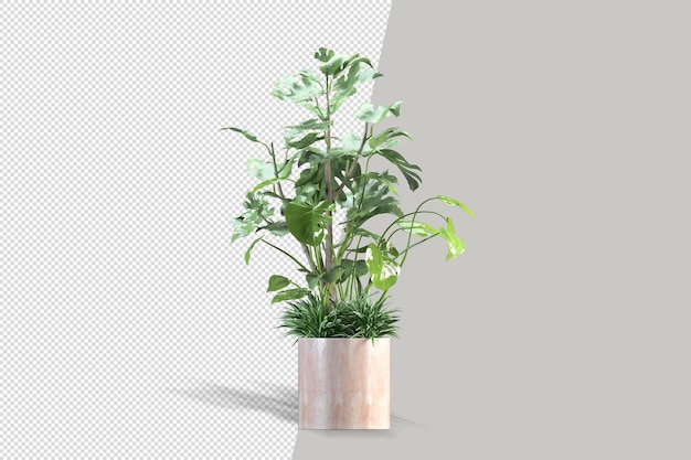 Beautiful potted plant in 3d rendering isolated