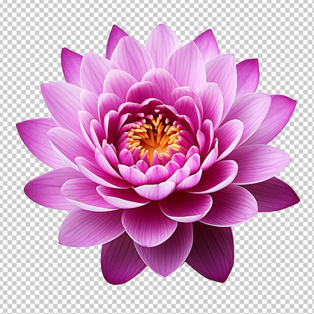 Beautiful purple lotus flower isolated on transparent background