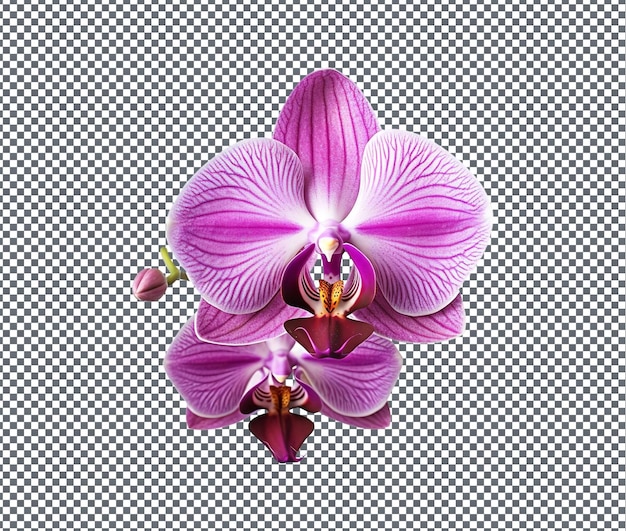 Beautiful Purple Orchid isolated on transparent background