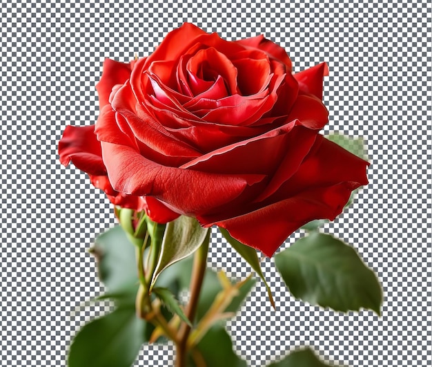 PSD beautiful red rose isolated on transparent background