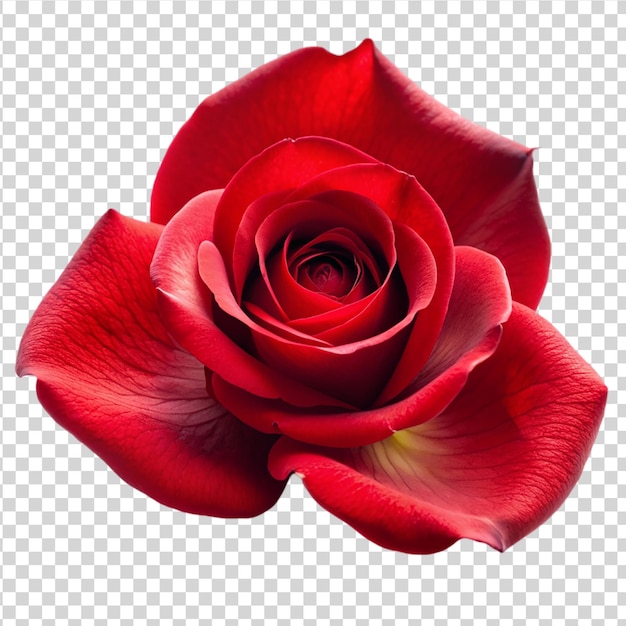 PSD beautiful red rose petal isolated on white background