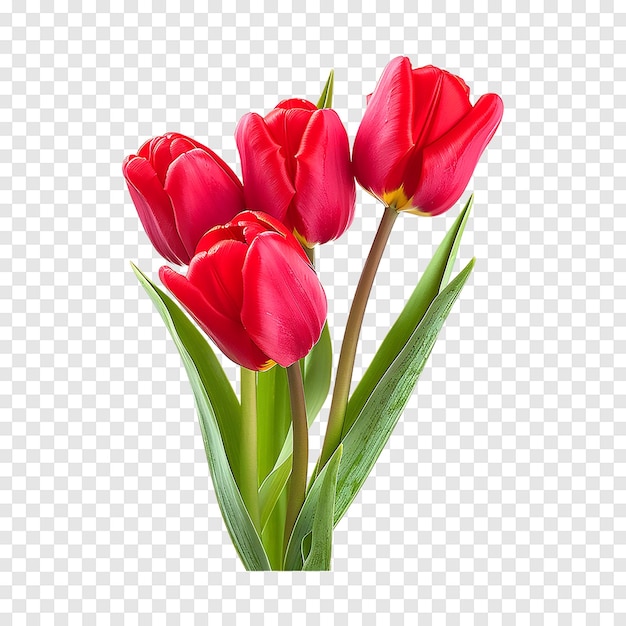 Beautiful red tulips isolated on a transparent background