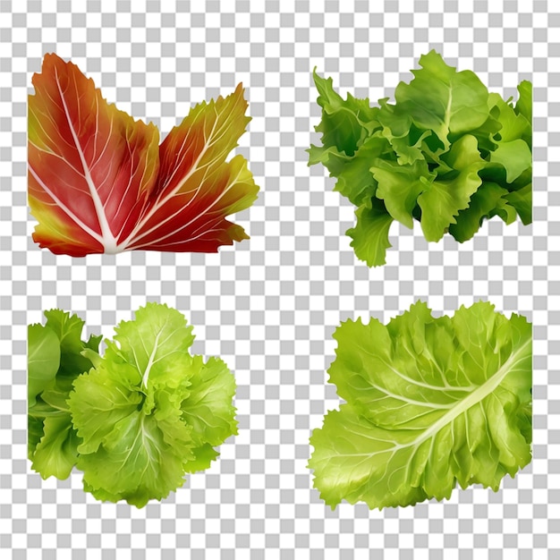 Beautiful set of fresh salad lettuce leaves on transparent background