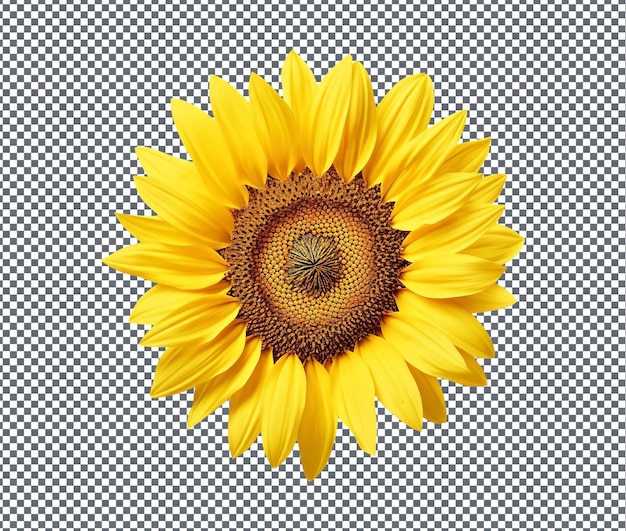 Beautiful Sunflower isolated on transparent background