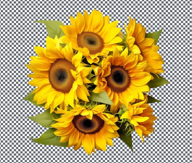 Beautiful Sunflower isolated on transparent background