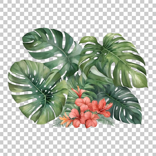 Beautiful tropical floral monsteras transparent background