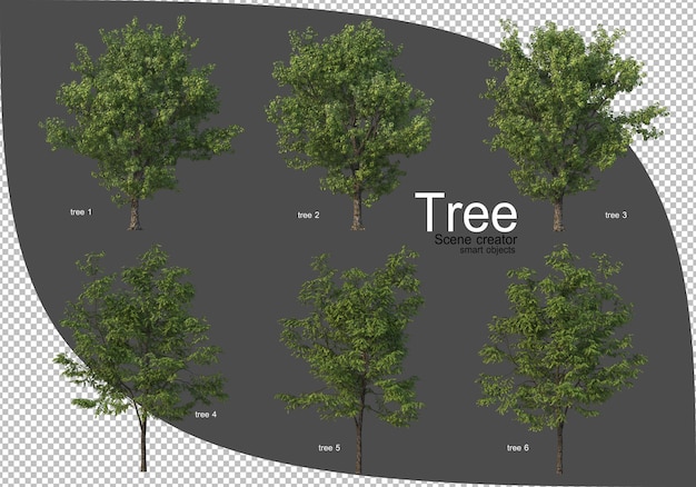 Beautiful variety of trees rendering