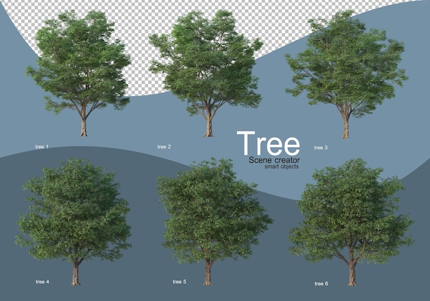 Beautiful various types of trees