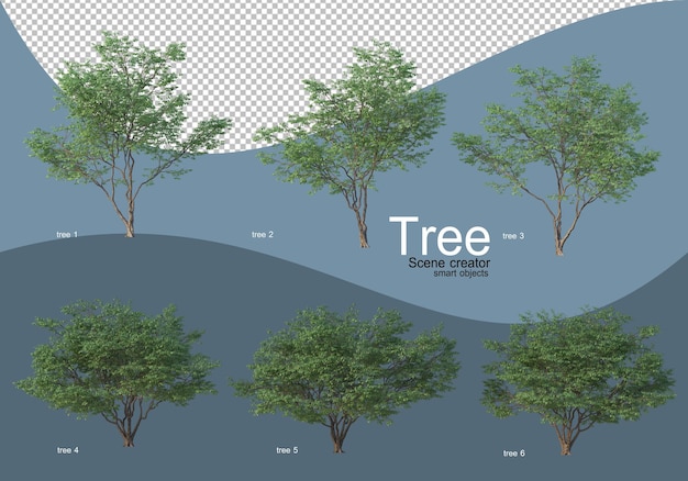 Beautiful various types of trees