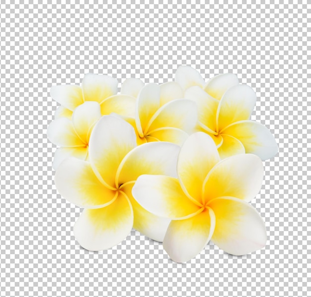 Beautiful white plumeria rubra flower isolated on White background