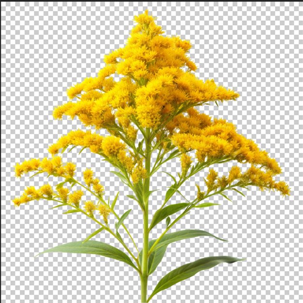 bee collects nectar sitting on yellow goldenrod flower close up