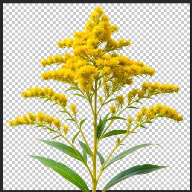 bee collects nectar sitting on yellow goldenrod flower close up