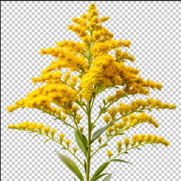 bee collects nectar sitting on yellow goldenrod flower close up